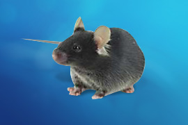 C57BL/6JNifdc mice-SPF (Beijing) Biotechnology Co., Ltd.